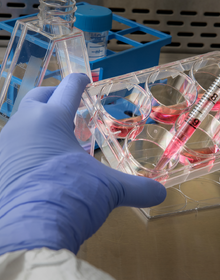 مهارت های آزمایشگاهی ژن، سلول، بافت – پیشرفته